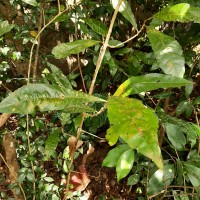 Hugonia mystax L.